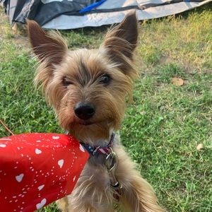 Meet your Posher, Amy